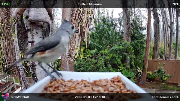 Tufted Titmouse in action