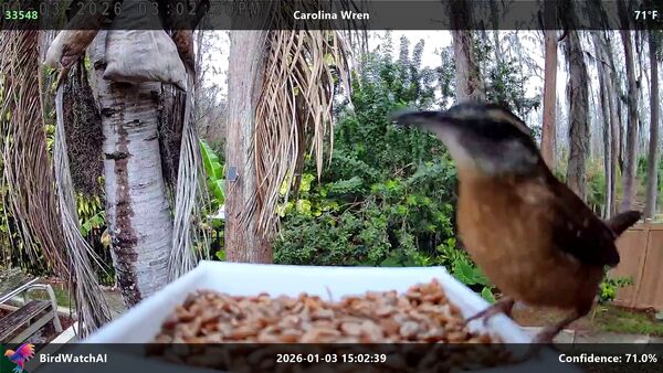Carolina Wren detection